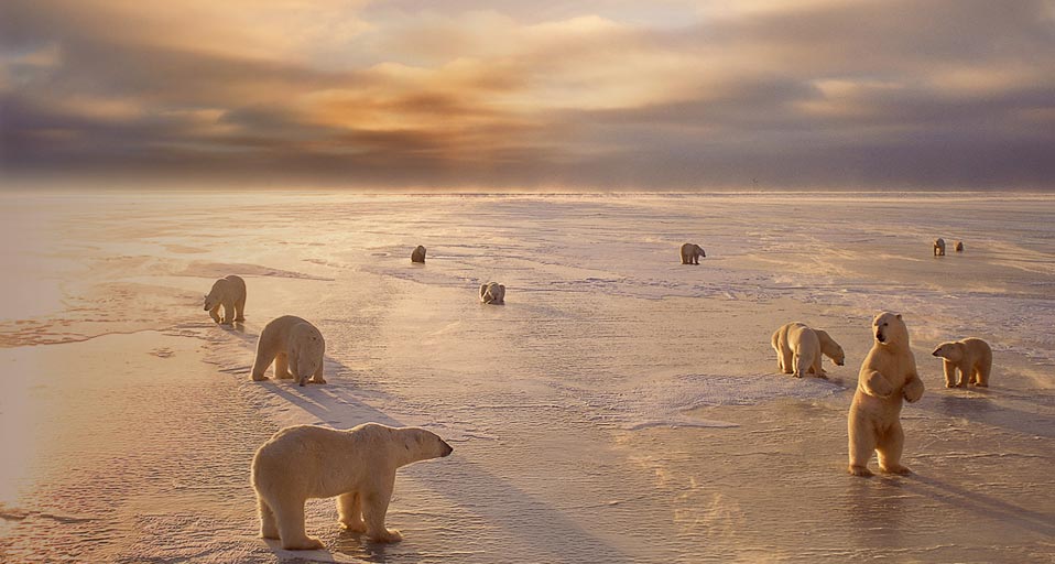 Polar Bear Churchill Canada