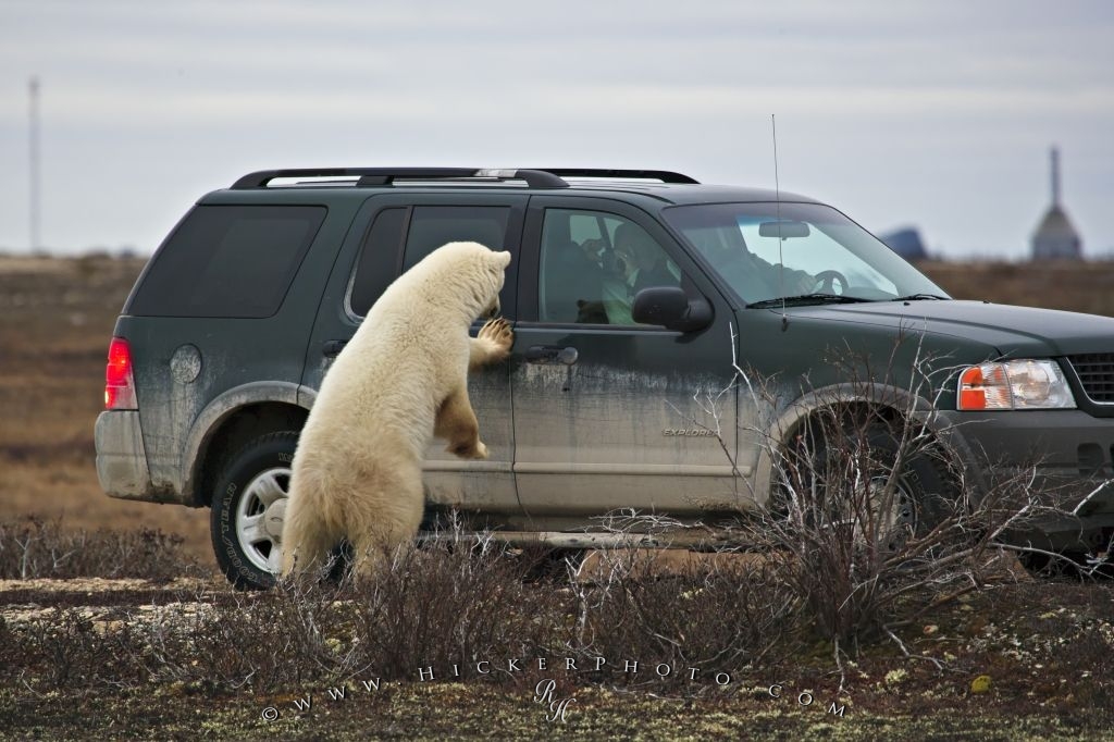  Polar Bear Watching Tourists Churchill Canada