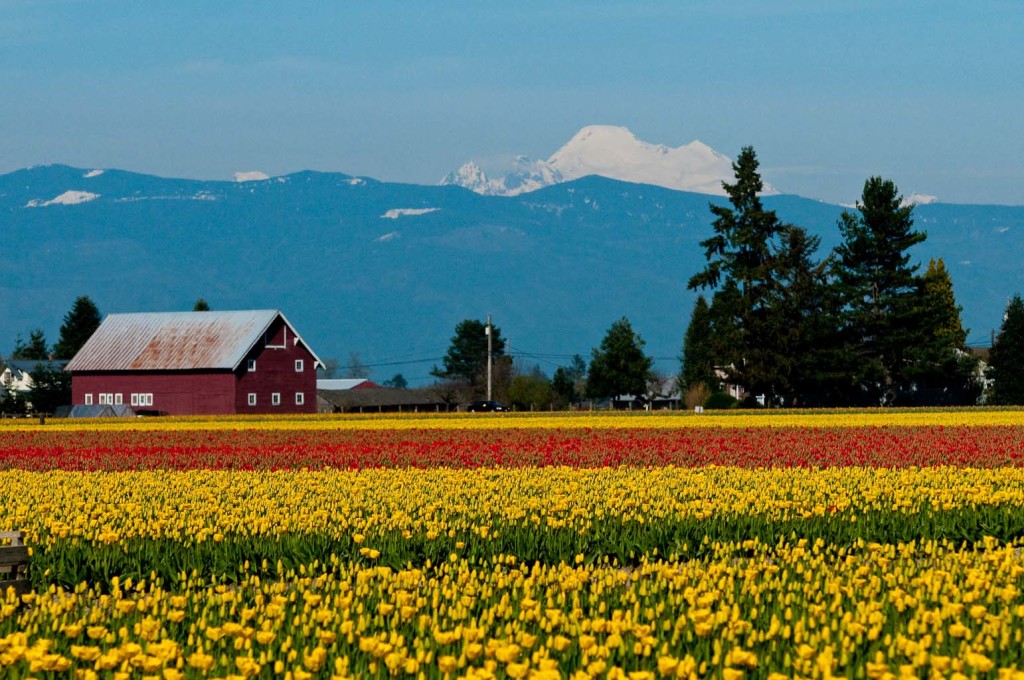 Skagit Valley Tulip Fields United States