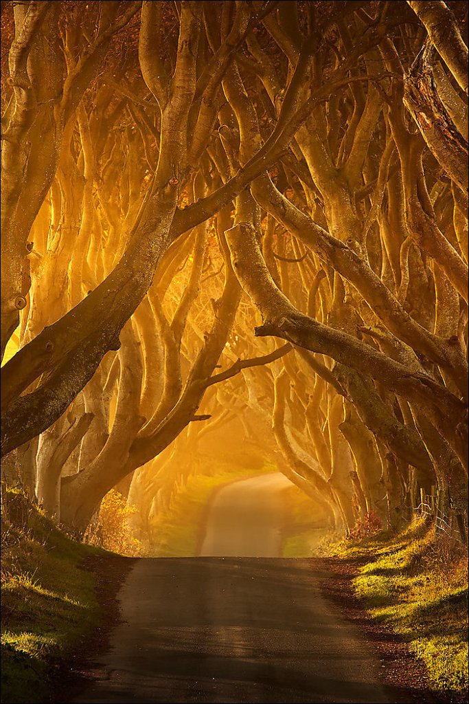 Tree Road Dark Hedges Ireland