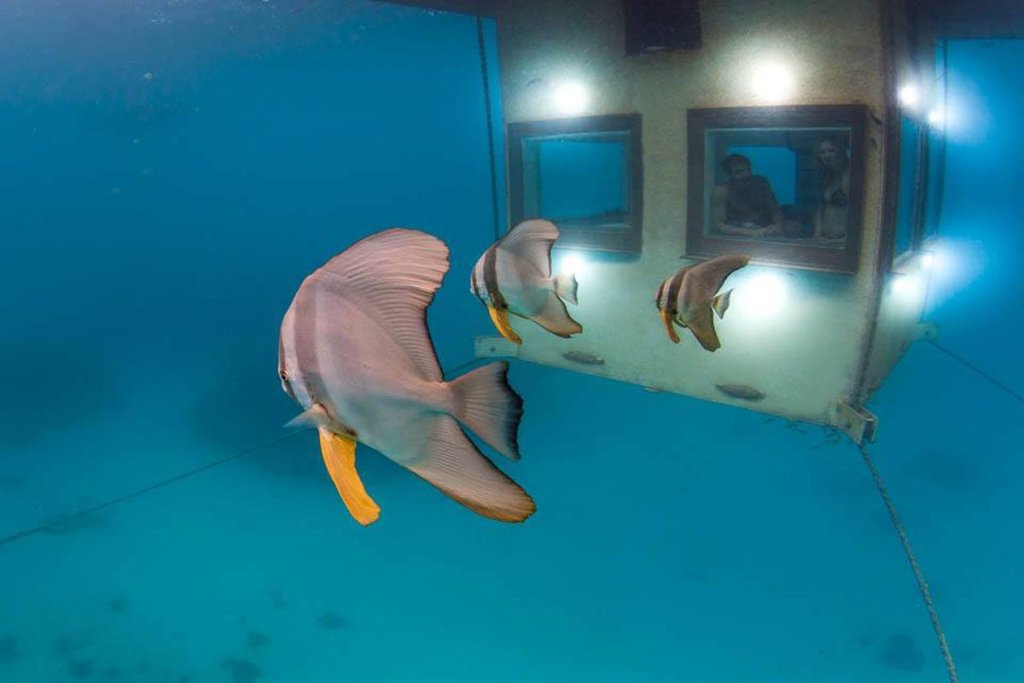 Underwater Room The Manta Resort Pemba Island Tanzania