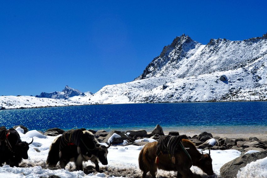 yak and lake at snowman trek