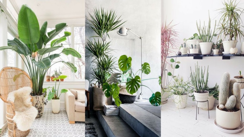 indoor plants in living room ideas