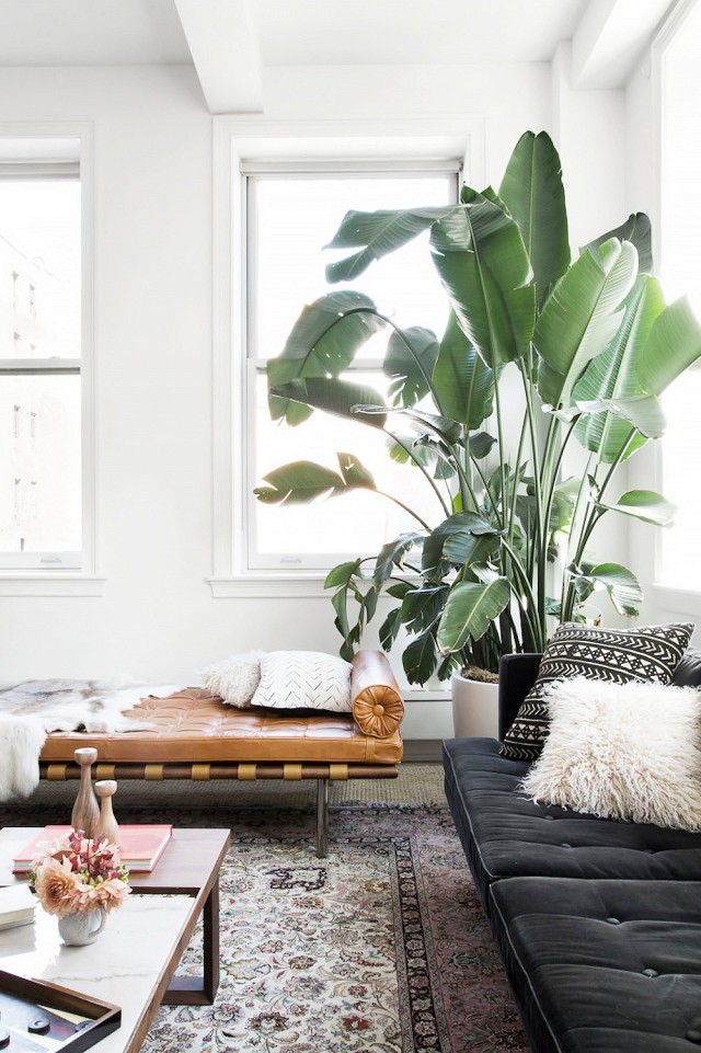 Tropical Themed Living Room Big Indoor Plant