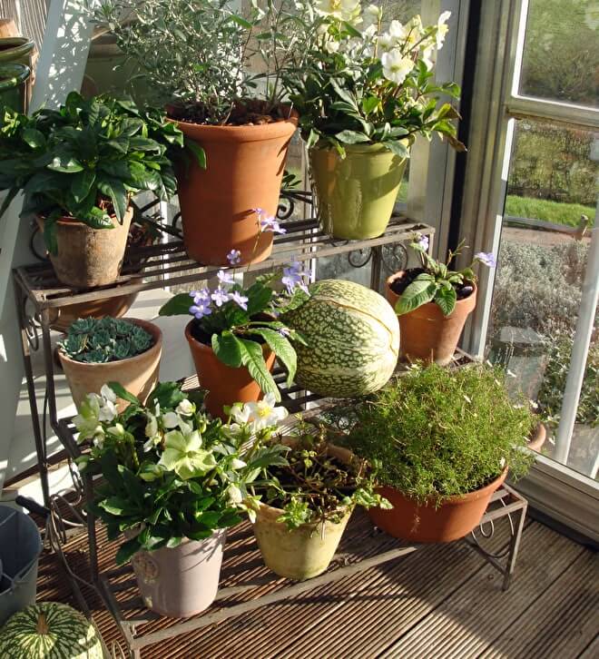 Bring Tender Plants Indoors