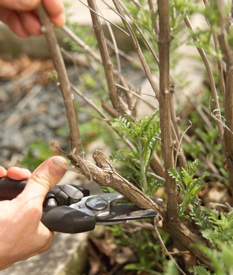 Winter Pruning For Some Garden Plants