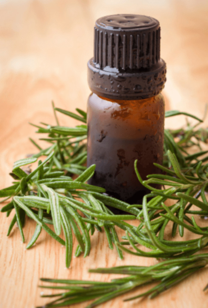 Rosemary Oil Promotes Hair Growth