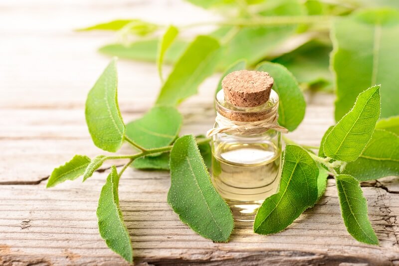 Tea Tree Oil Boosts Hair Growth