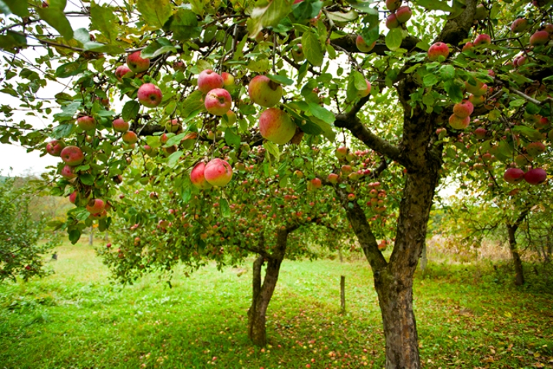 Apple trees with red apples