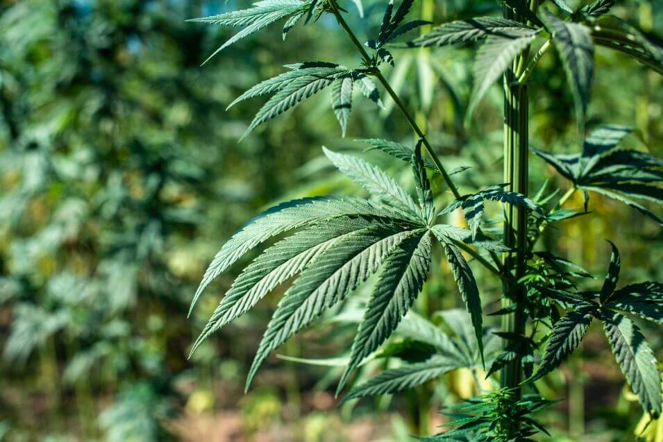 cultivators grow cannabis