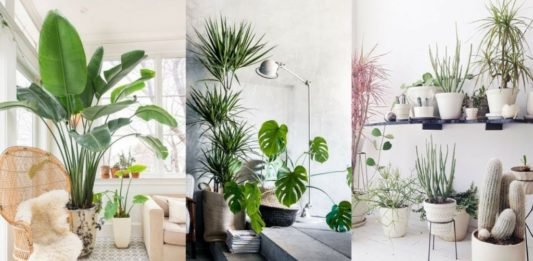 10 Beautiful Ways To Decorate Indoor Plant In Living Room